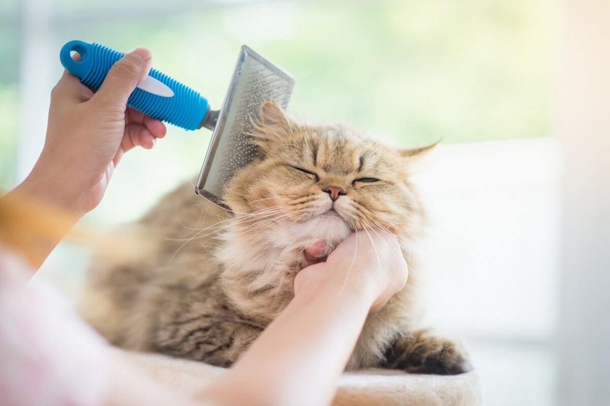 Uma mulher escovando seu gato.