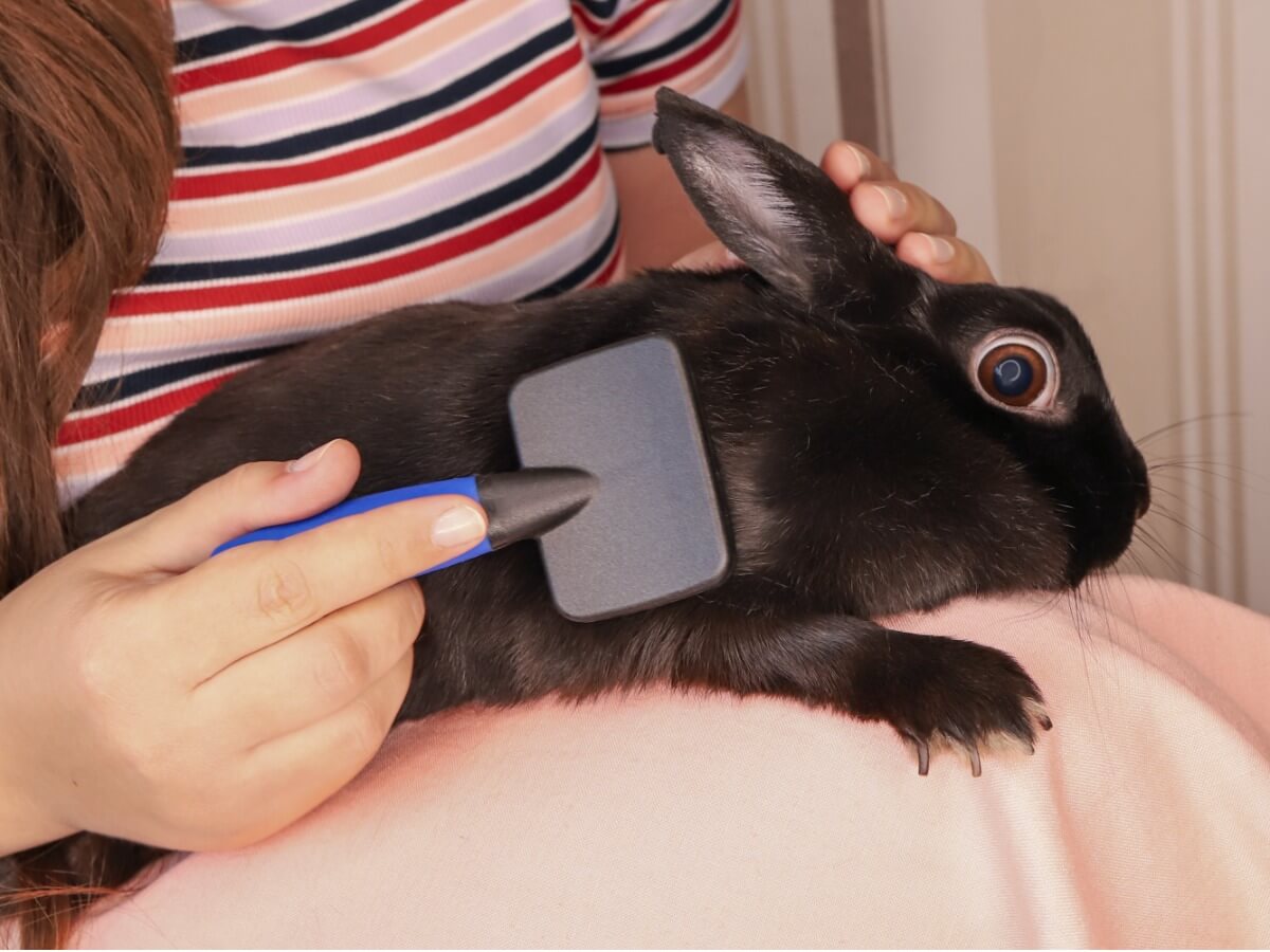 Un gardien peigne son animal de compagnie.