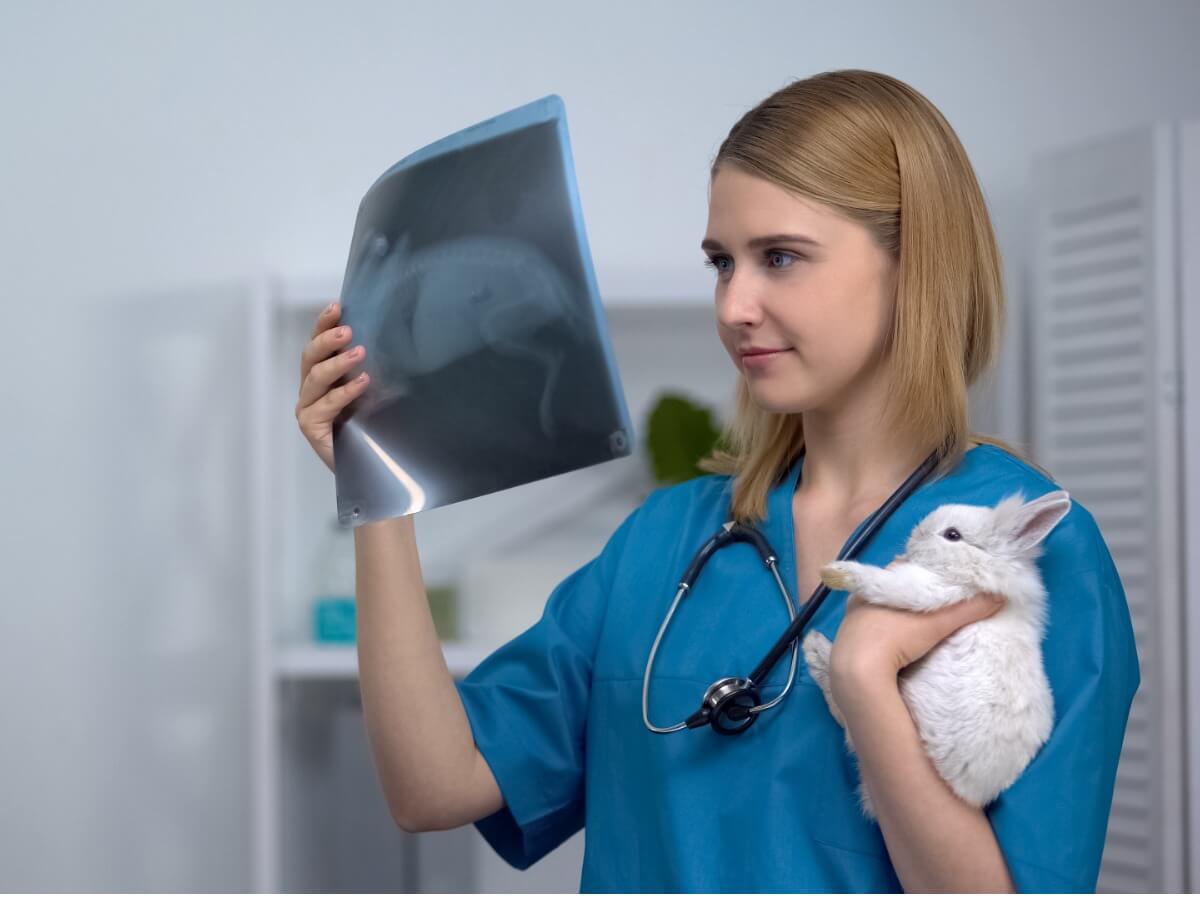 Tecken på att en kanin är sjuk