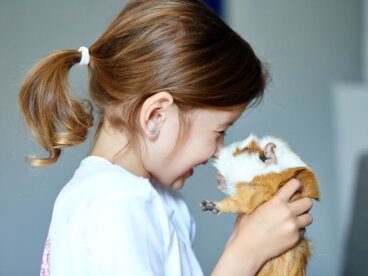 11 razones para tener un cuy como mascota