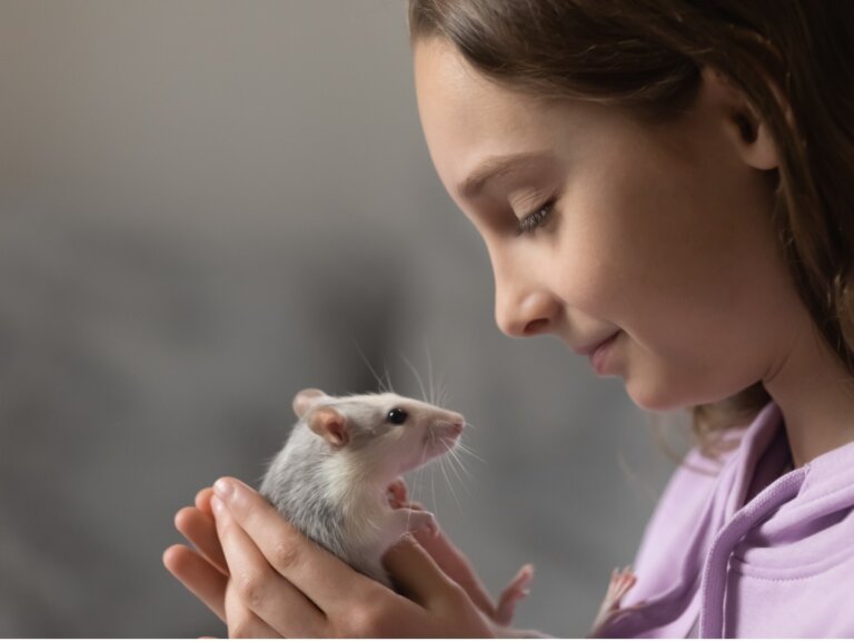 Rata como mascota: todos sus cuidados