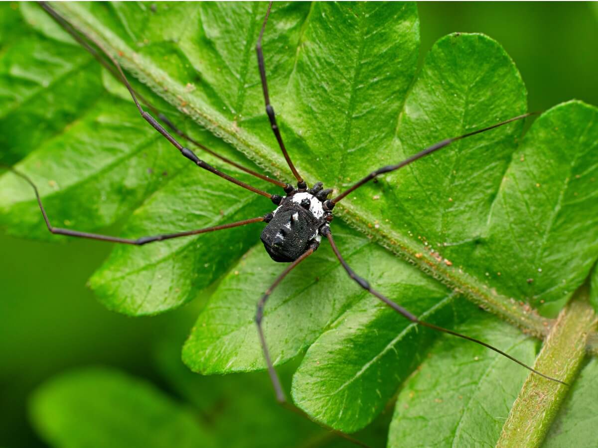 Las curiosidades de lo opiliones son múltiples.