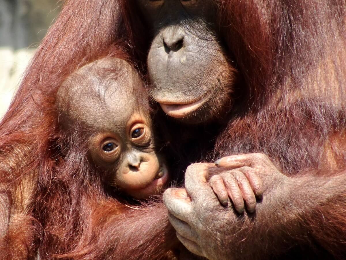 Certains orangs-outans se font des câlins.