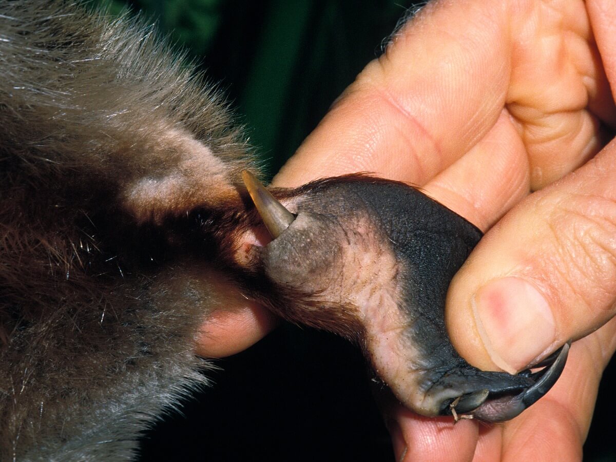 Schnabeltiergift - Der Sporn setzt das Gift des Schnabeltiers frei.