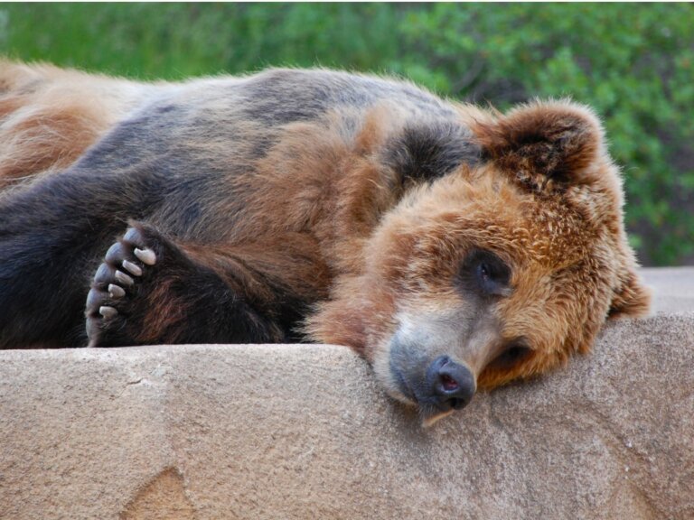 Verdadero "hermano oso", Joaquin Phoenix defiende a los osos en un programa itinerante
