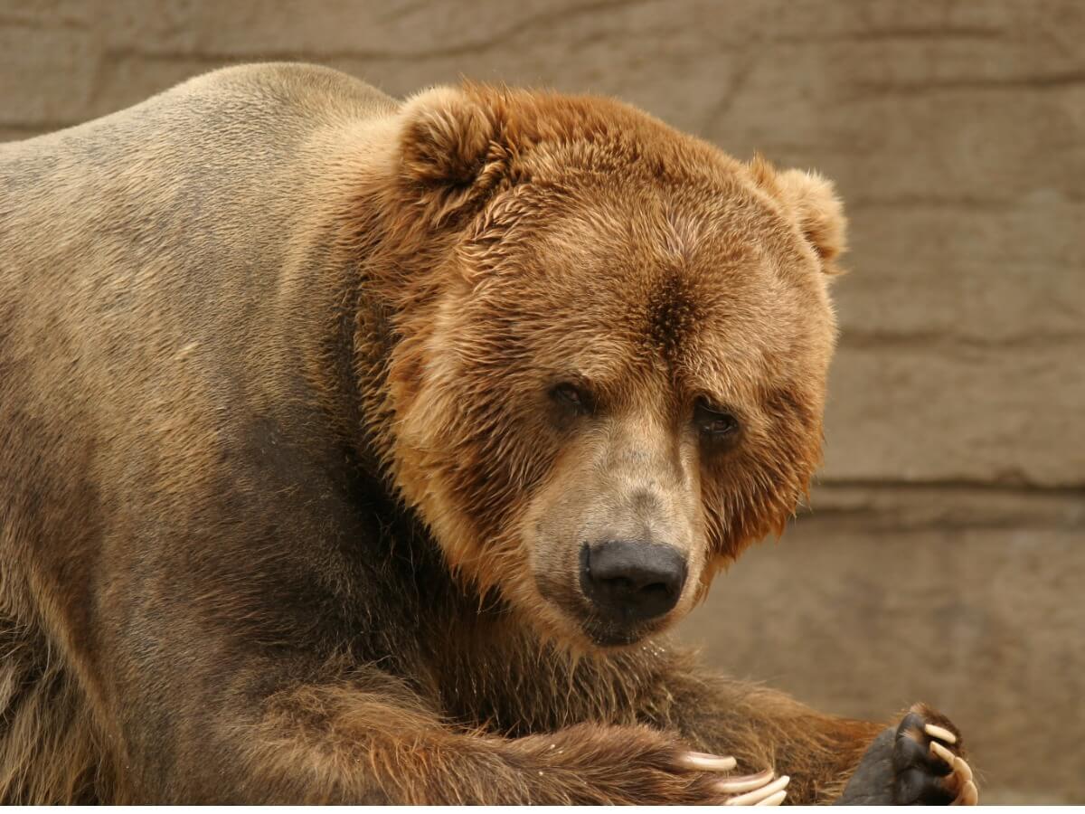 Joaquin Phoenix défend les ours.