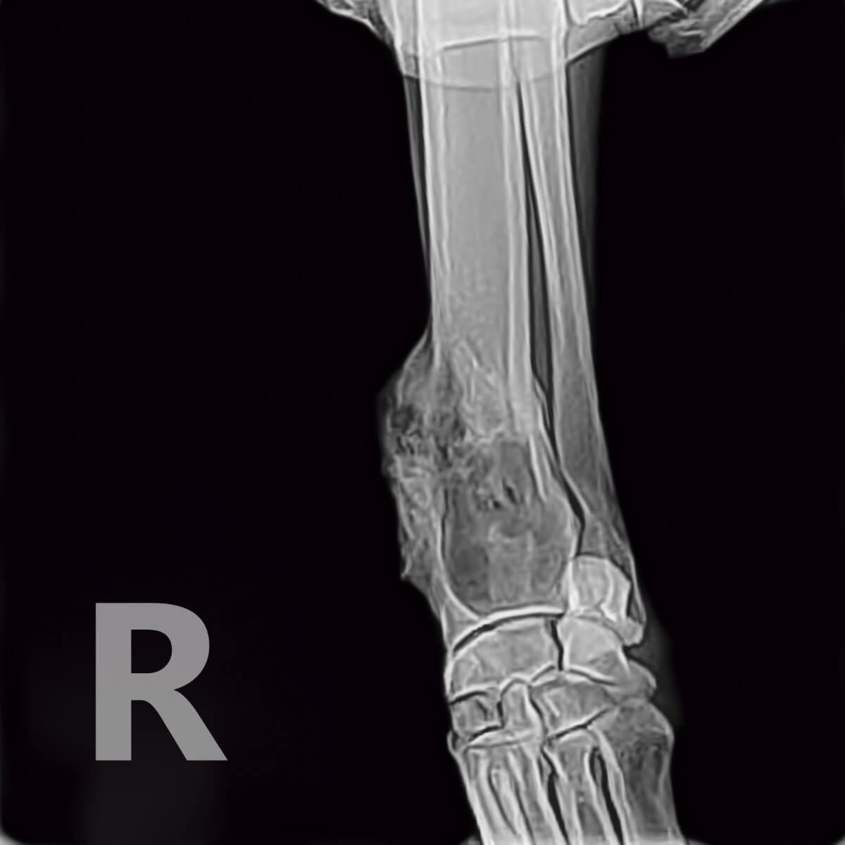 El osteosarcoma de un perro visto en rayos x.