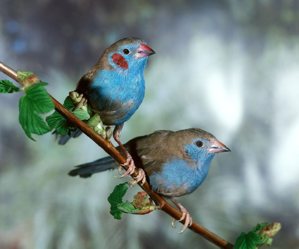Uno de los pájaros tropicales más pequeños del mundo.