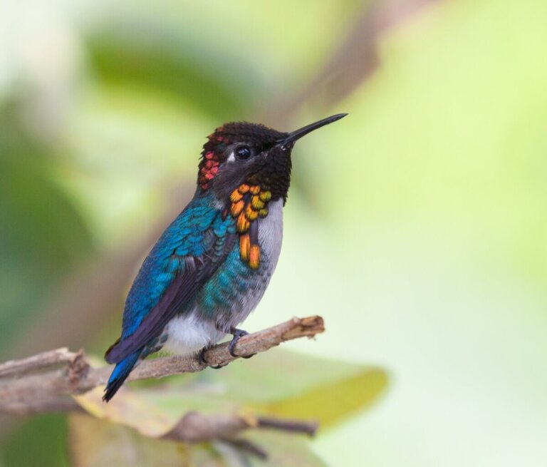 Los 10 pájaros tropicales más pequeños