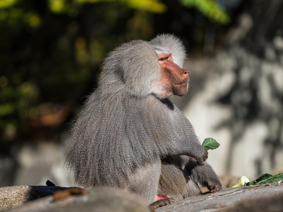 Uno de los animales más peligrosos del mundo.