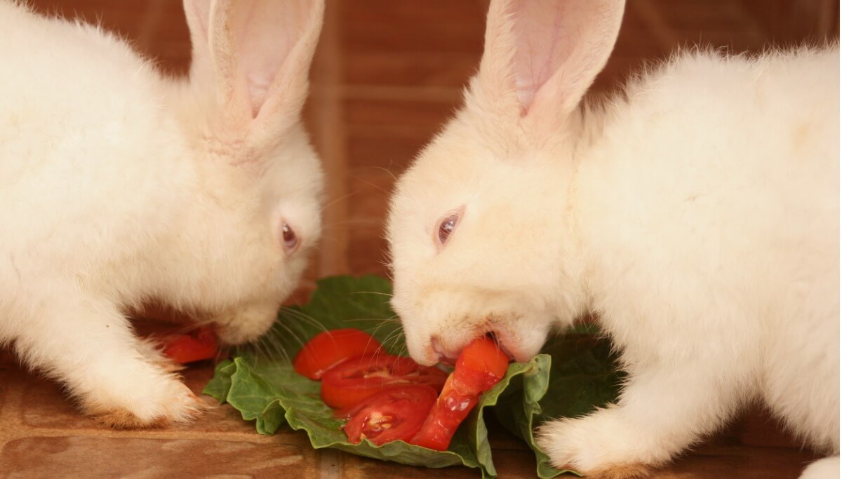 Una pareja de conejos comen tomate.