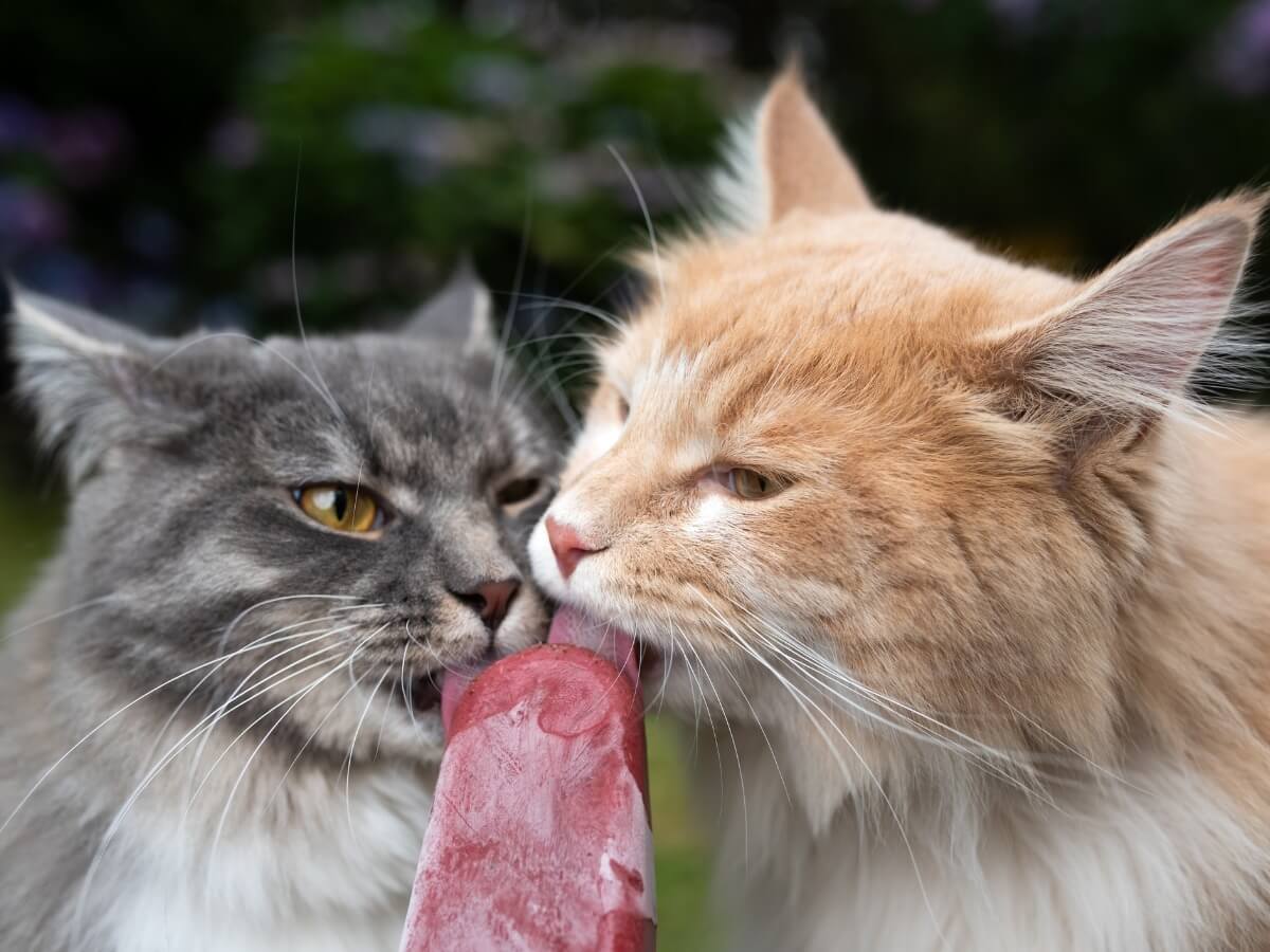 A couple of cats consuming some popsicles.