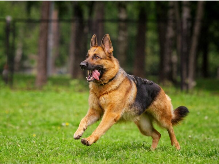 Las 11 mejores razas de perros pastores