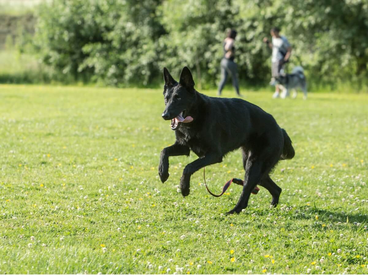 Um pastor belga negro.