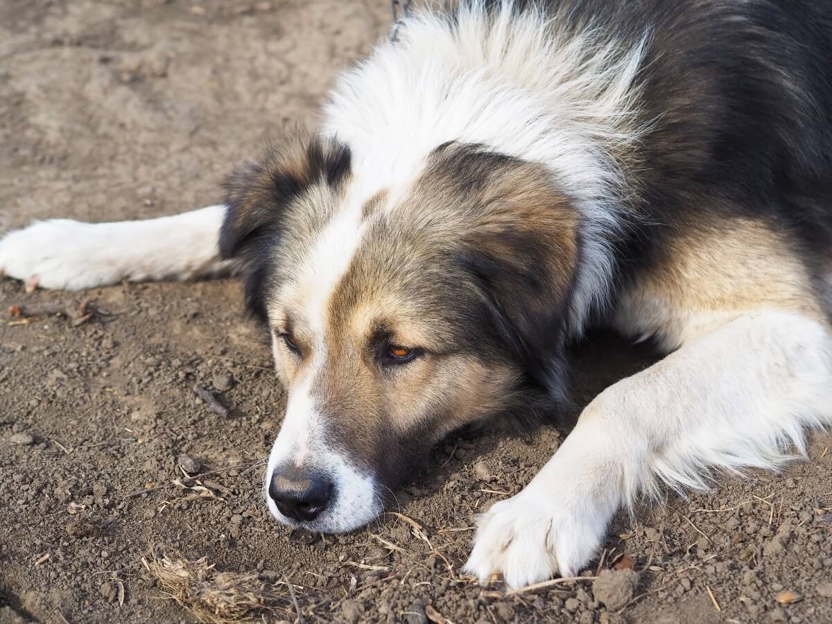 Carpathian Shepherd Dog.
