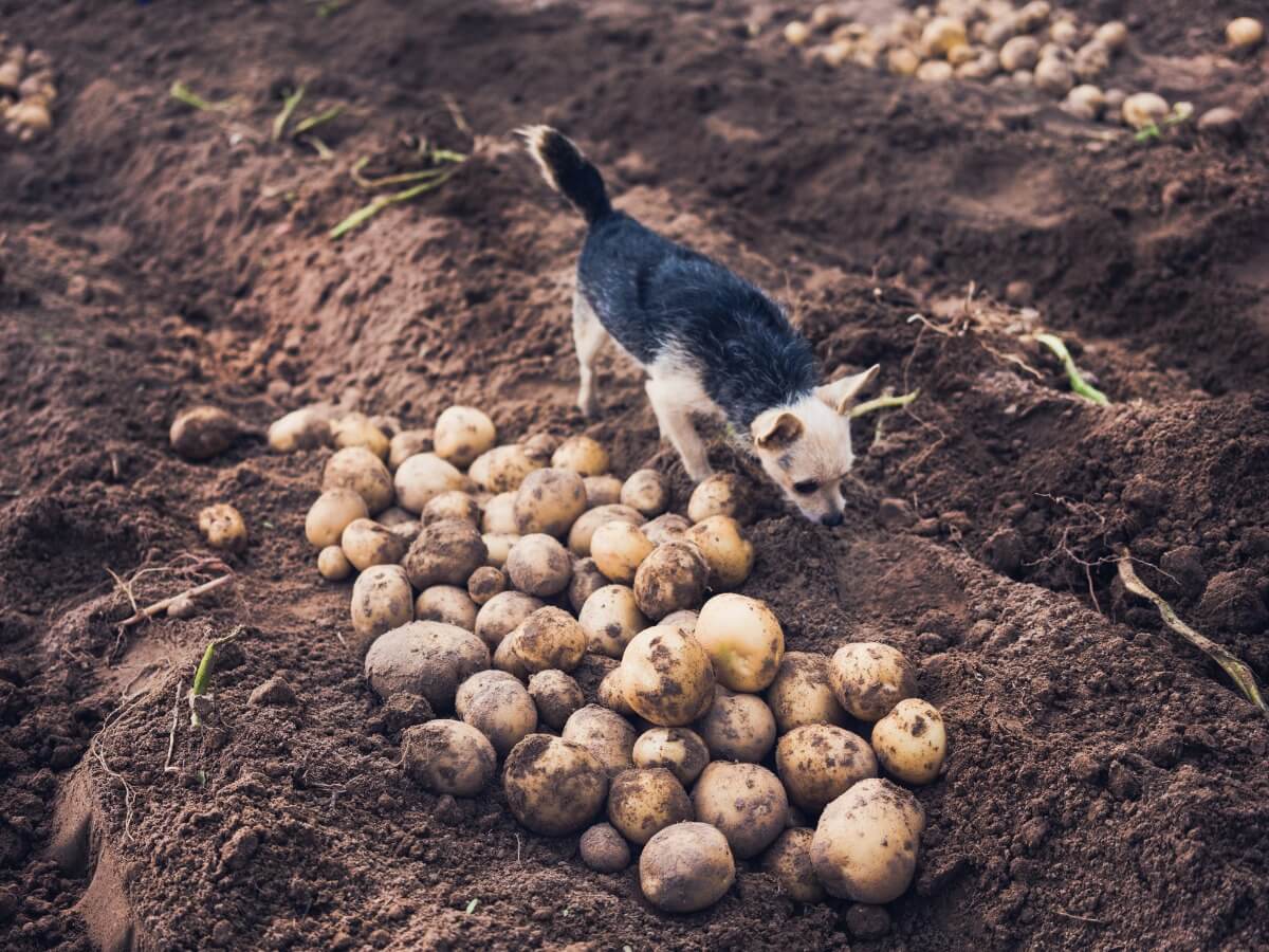 Les chiens peuvent-ils manger des pommes de terre ?