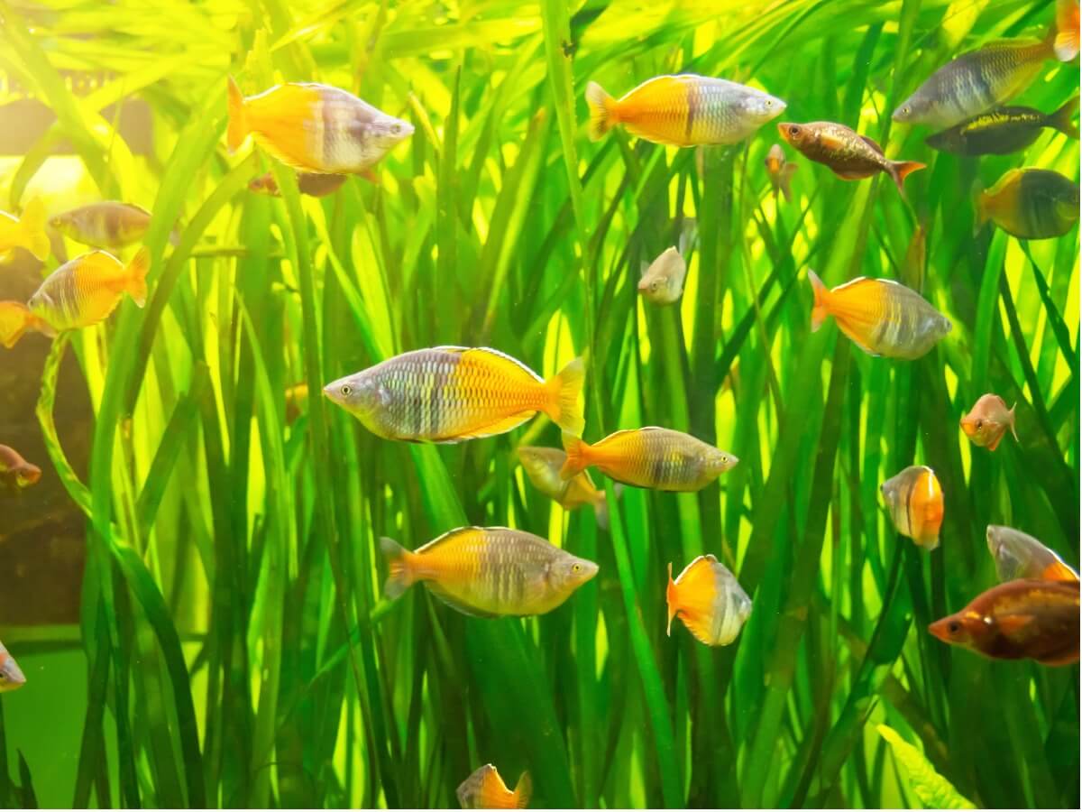 Des poissons arc-en-ciel dans un aquarium.