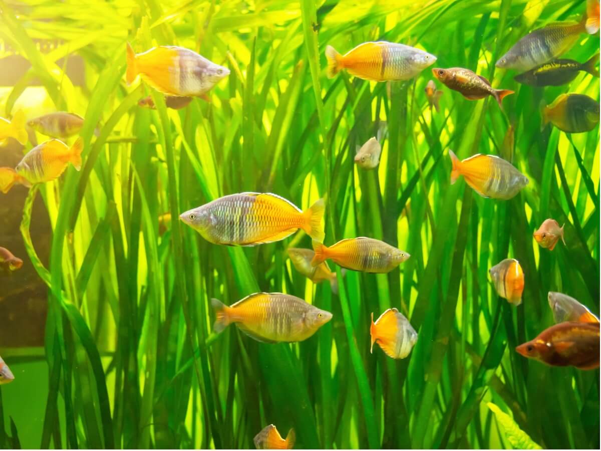 Un pez arcoíris en un acuario.