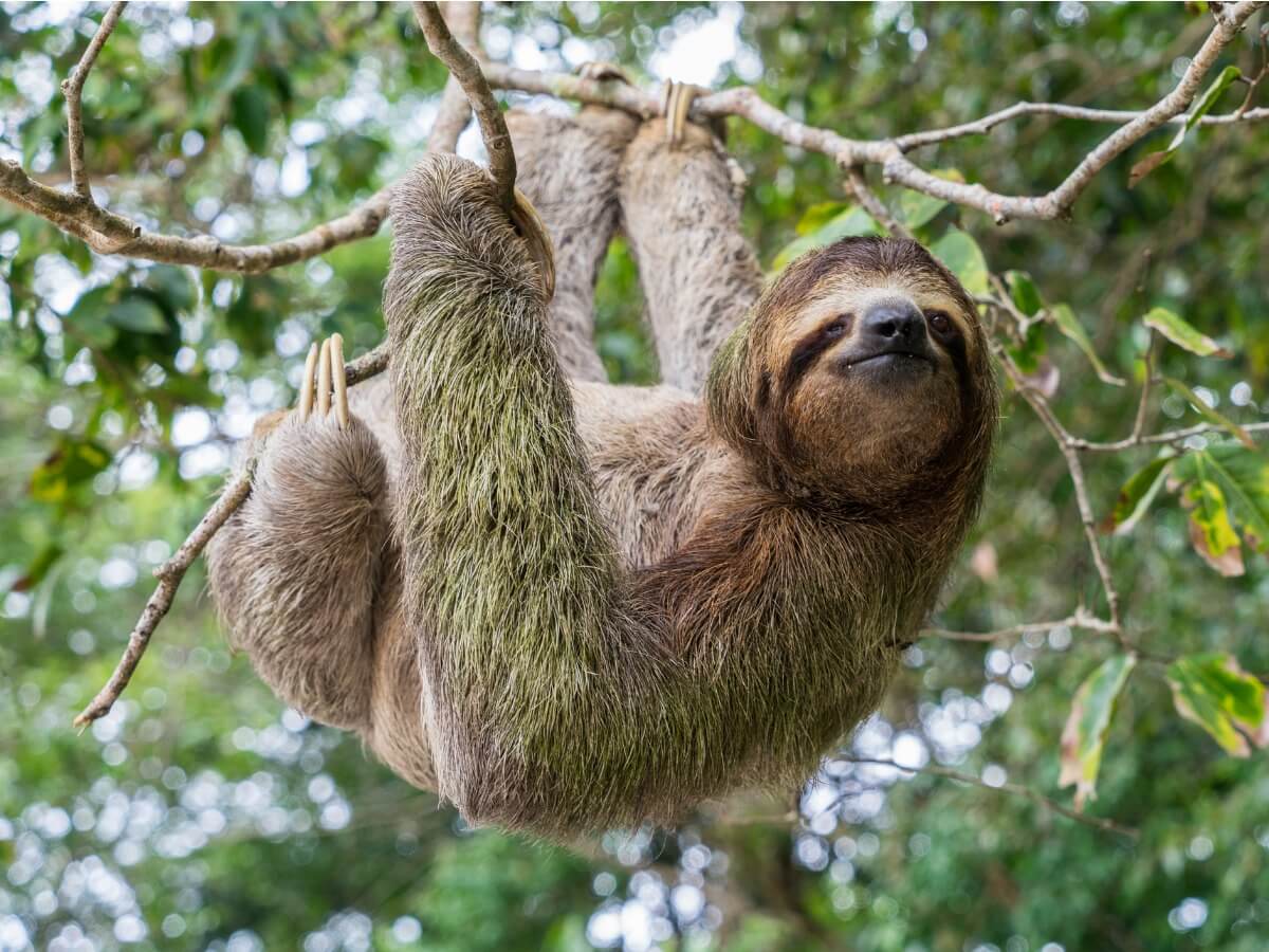 Uno degli animali più pericolosi in Asia.