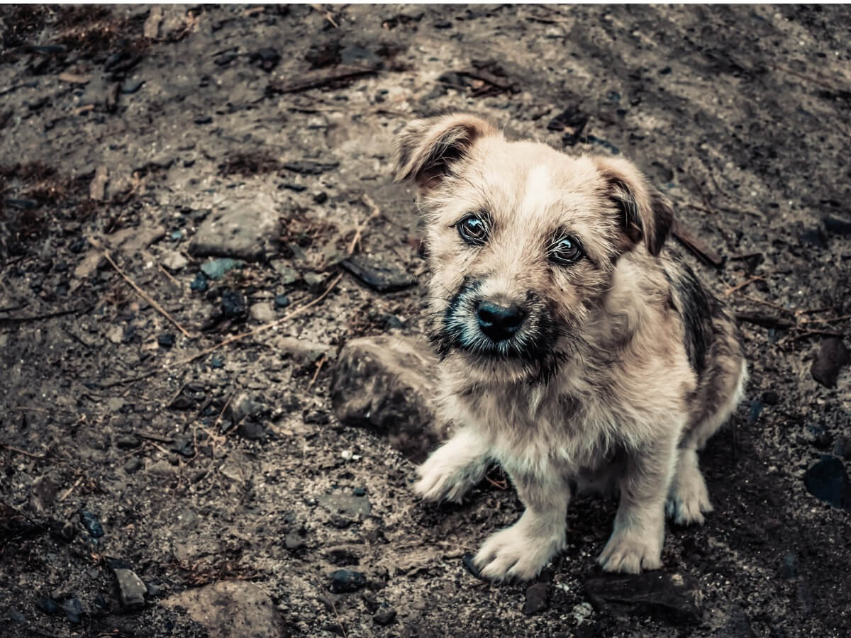 Un cane abbandonato nel fango.