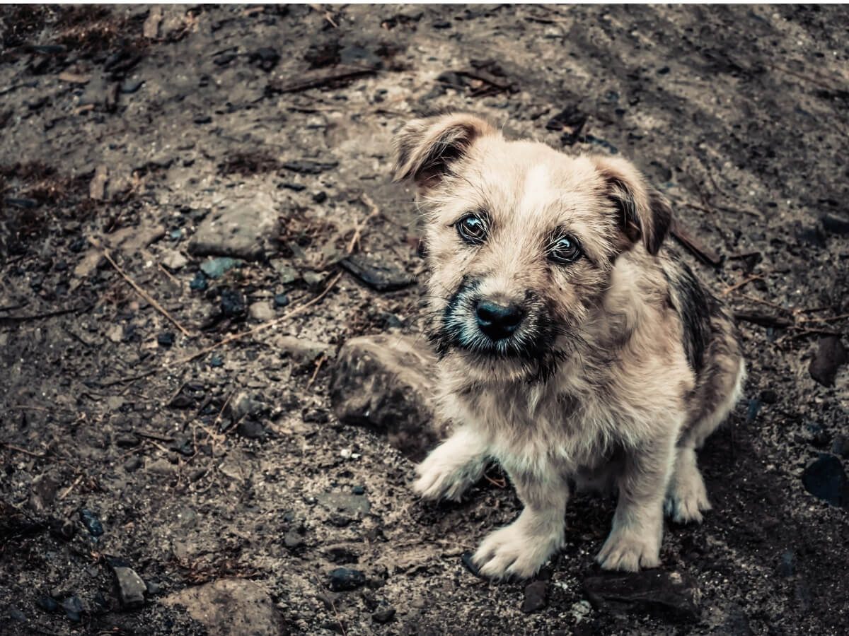 Un perro abandonado en el barro.