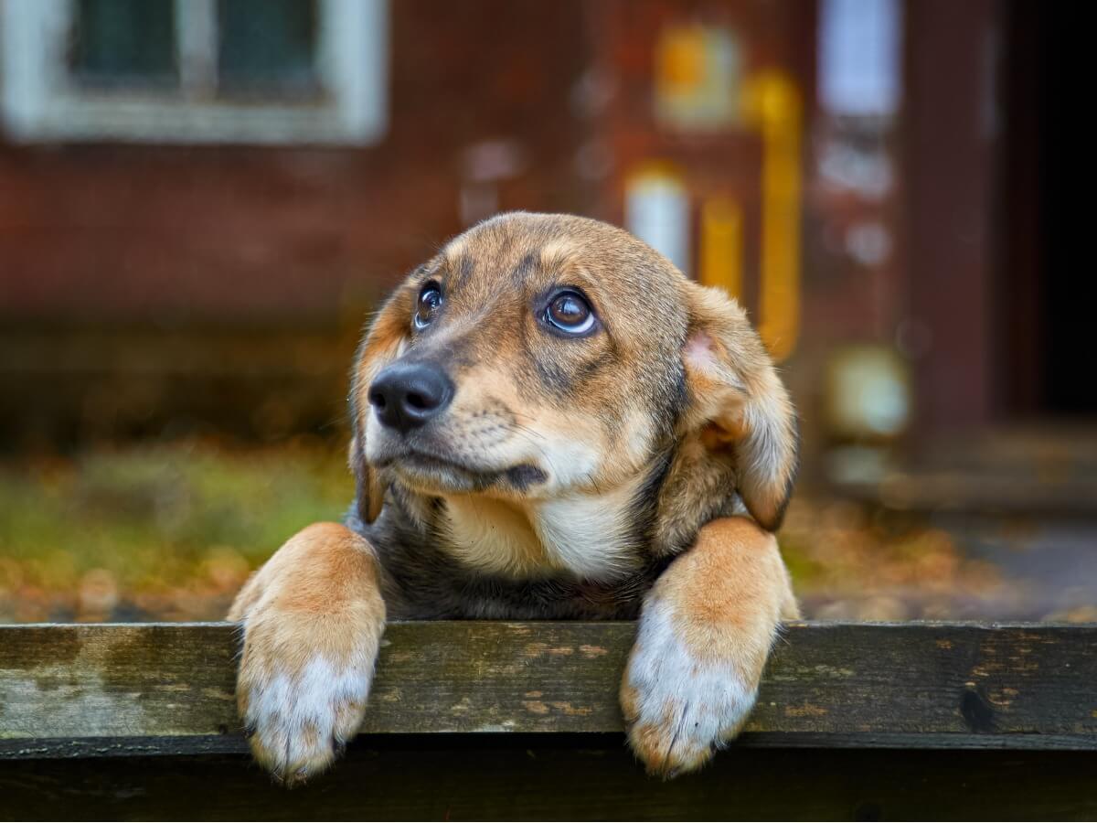 70 % des chiens vivent abandonnés.