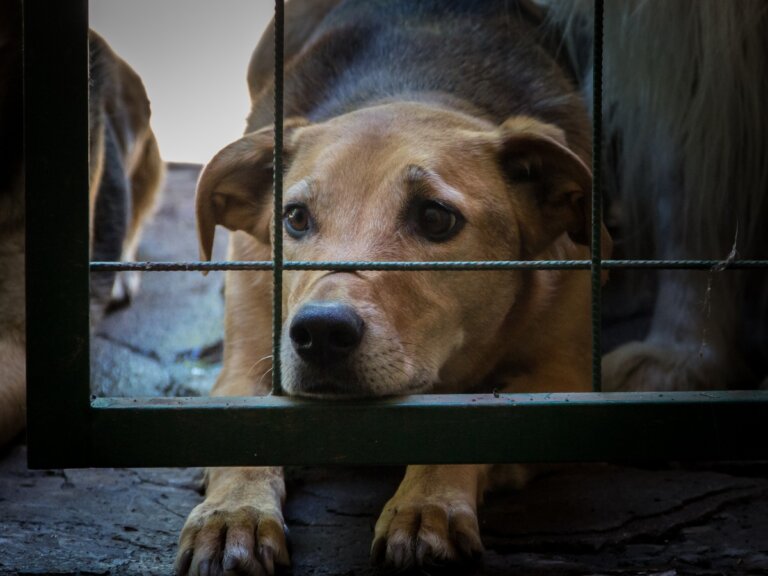 Corea del Sur combate el abuso y el abandono otorgándole estatus legal a los animales