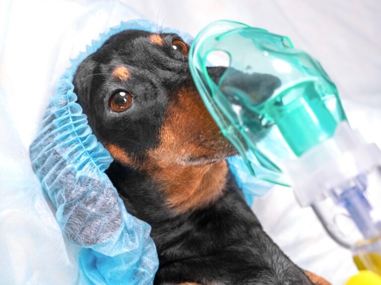 Neumotórax en perros: características y tratamiento