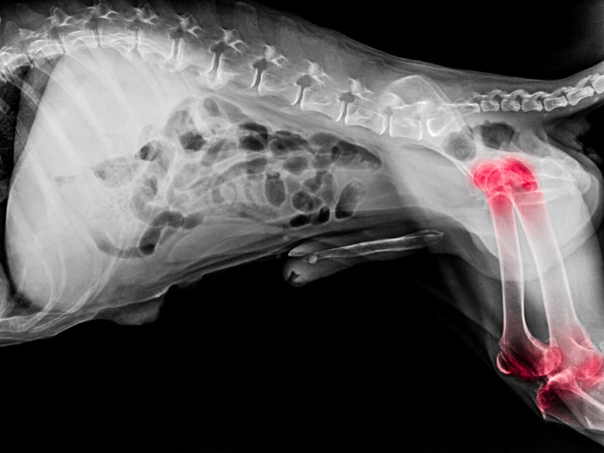 Un cane con l'artrite visto su una radiografia.
