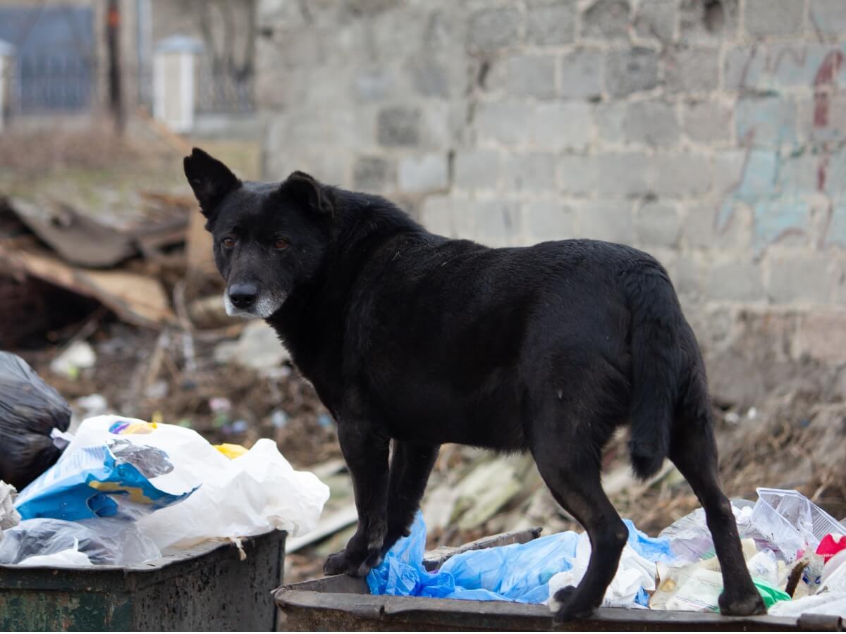 Un chien héroïque sauve la vie d'un bébé dans une décharge.