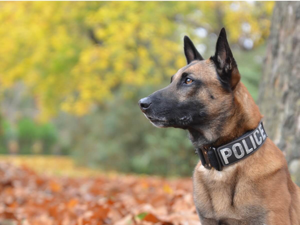 Un malinois.
