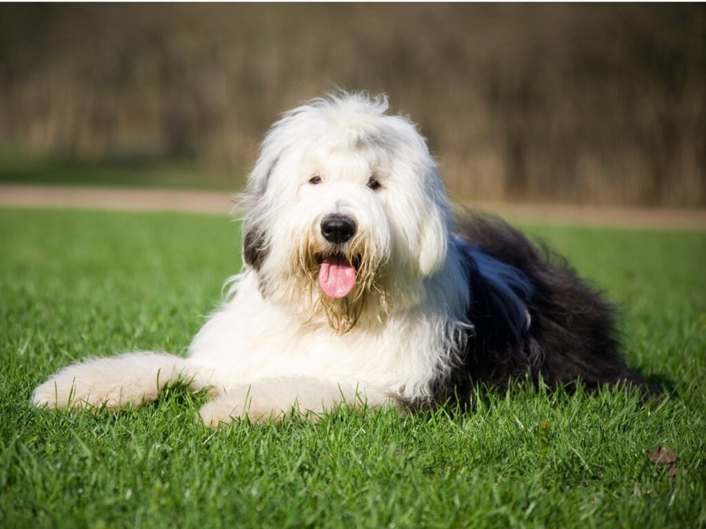 Un perro bobtail.