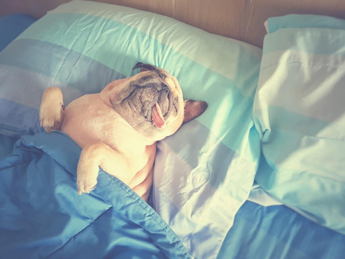 Ein schlafender Hund in einem Bett