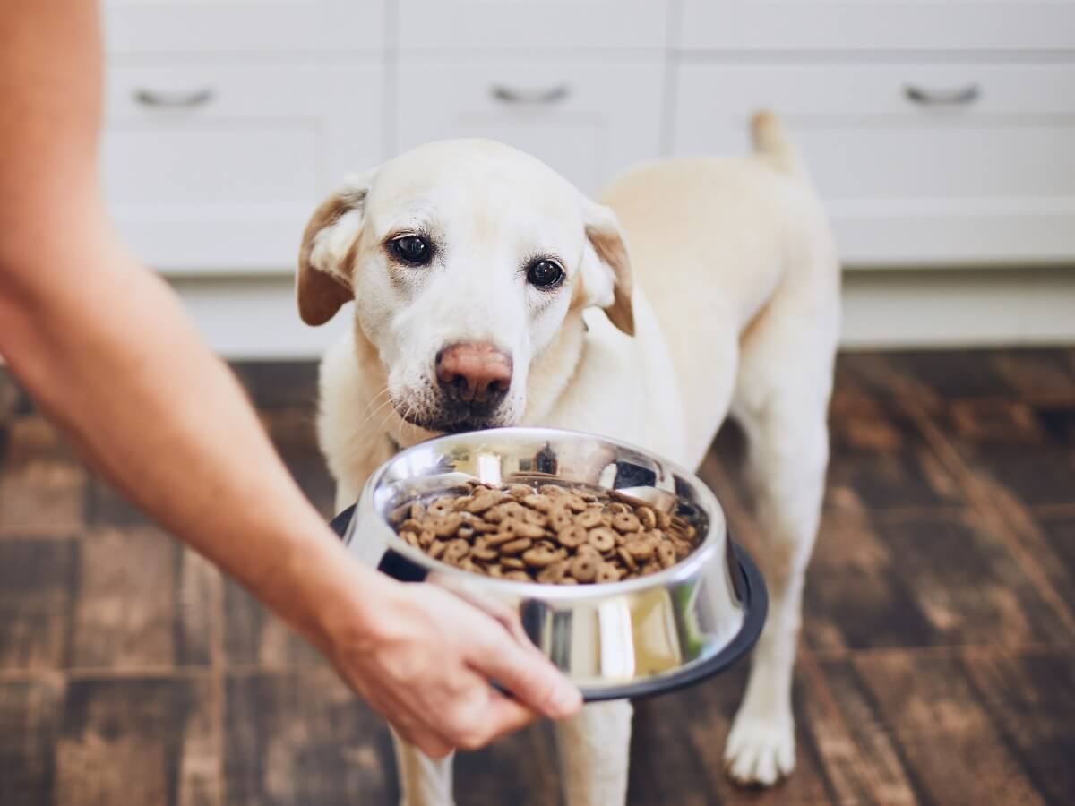 ¿Cómo elegir un comedero para perros?