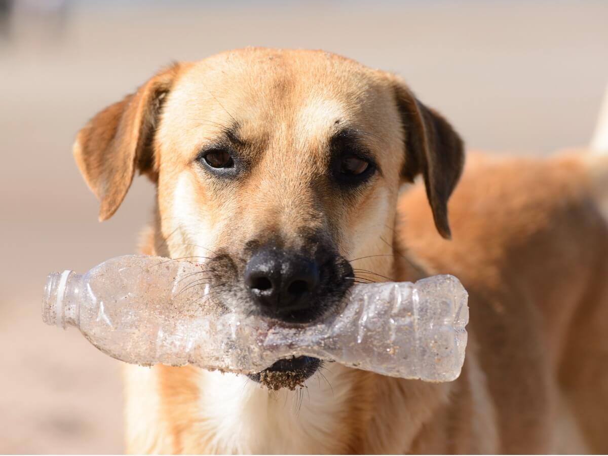 Um cachorro com uma garrafa de plástico.