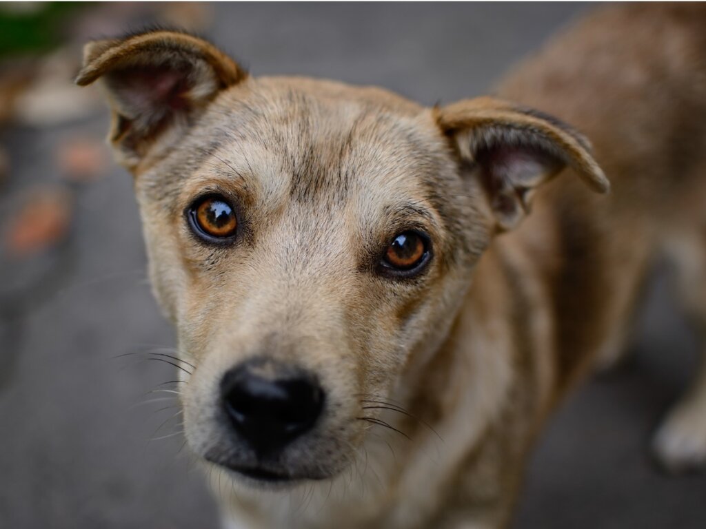 7 datos desgarradores sobre el abandono de perros en el 2022