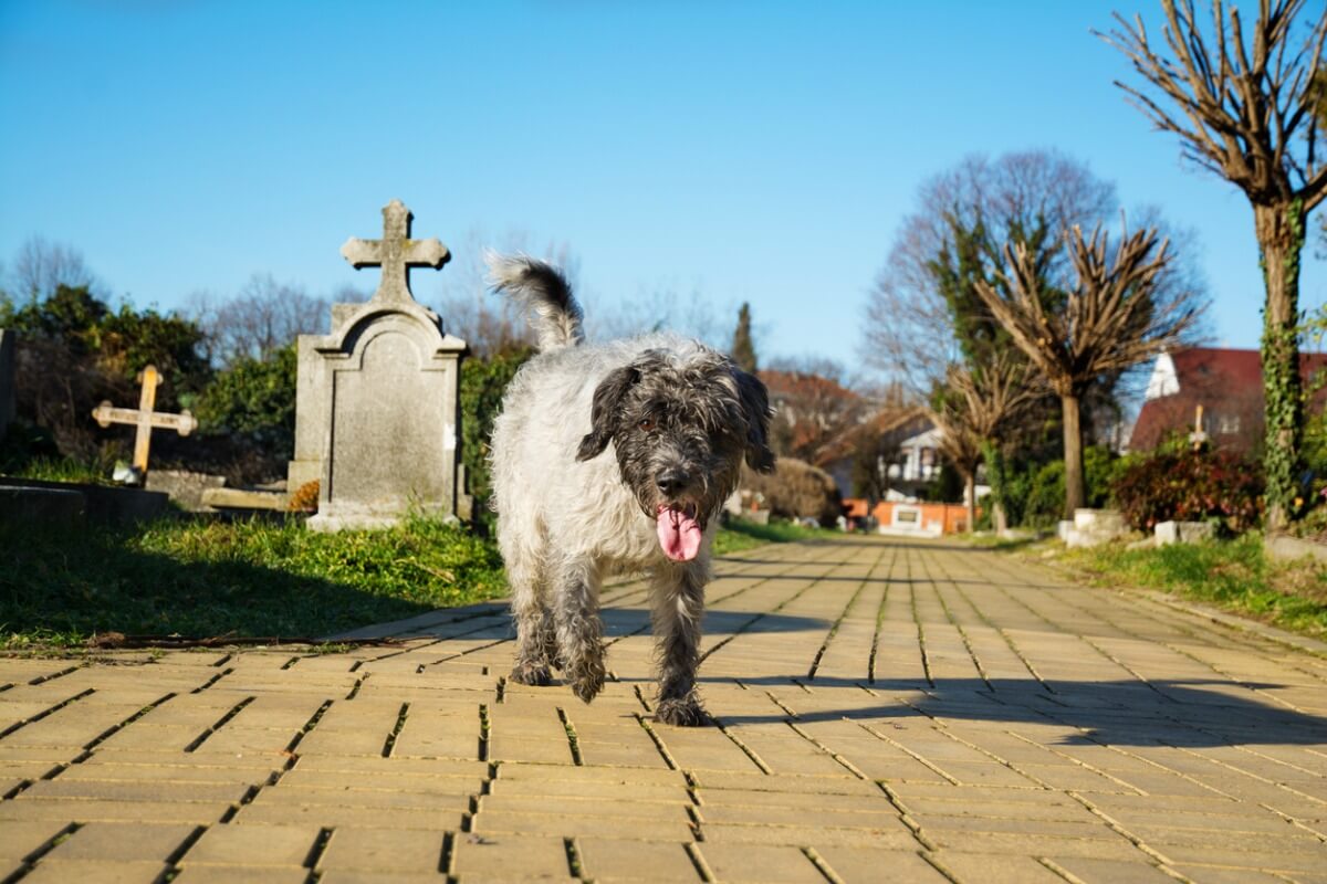 ¿Cuáles son las señales de que un perro debe ser sacrificado?