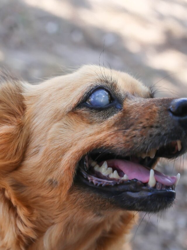 Desafortunadamente probabilidad Oblea 10 señales de que tu perro se está quedando ciego - Mis Animales