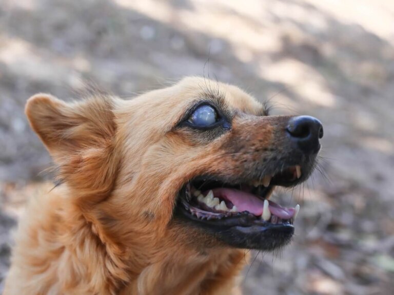 10 señales de que tu perro se está quedando ciego