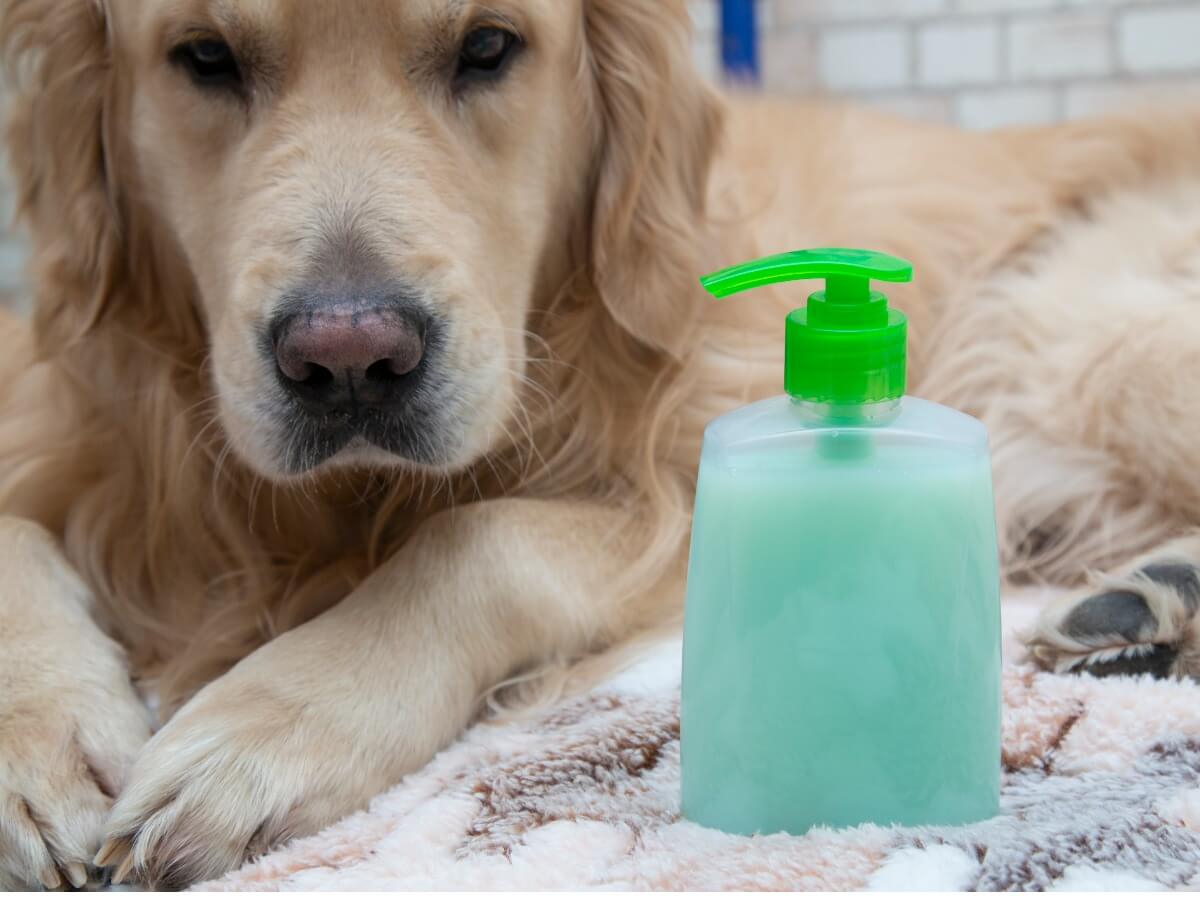 Un cane con una bottiglia di sapone nelle vicinanze.