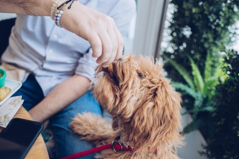 ¿Los perros pueden comer boniato?