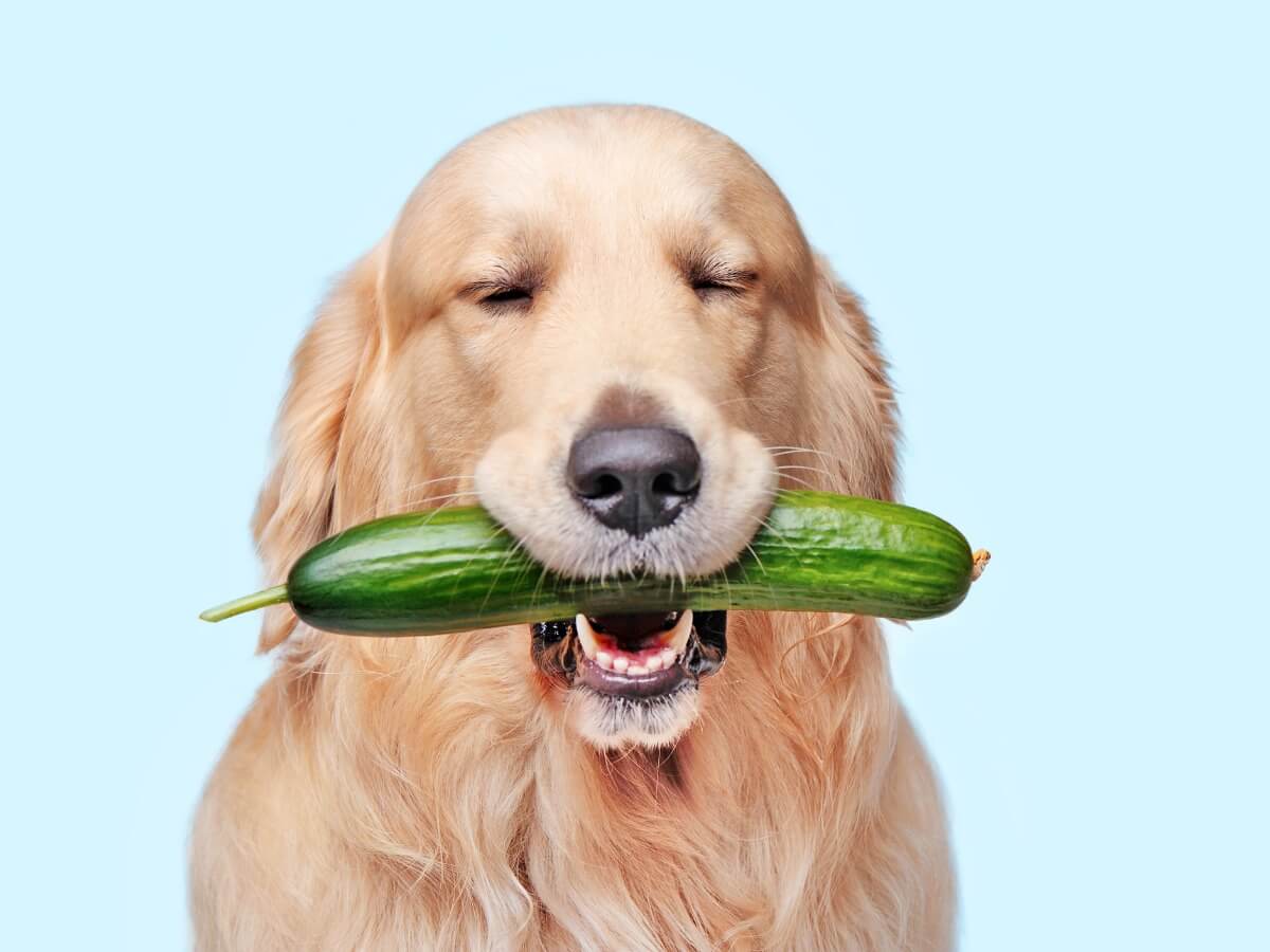 ¿Los perros pueden comer pepino?
