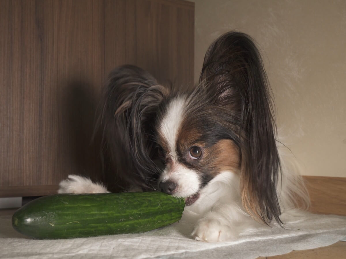 Un chien qui mange du concombre.