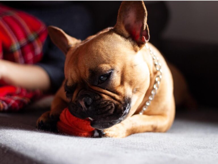 Mi perro ha comido plástico: ¿qué debo hacer?