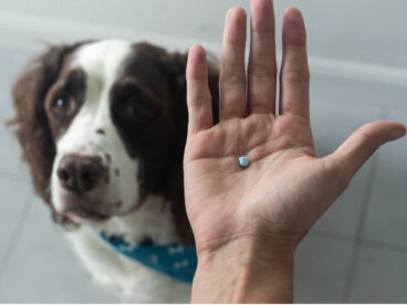 Prednisona para perros: usos y efectos secundarios