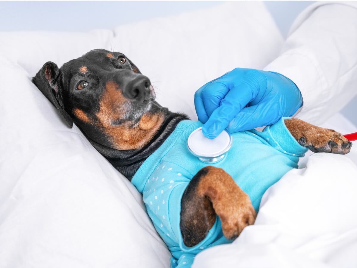 Parásitos pulmonares en perros: características, tratamiento y prevención