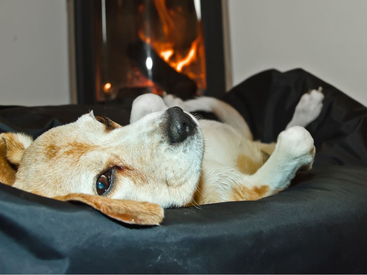 Un perro duerme junto al fuego.