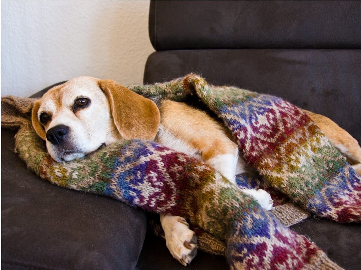 battaniyeye sarılmış yalnız uyuyan bir köpek.