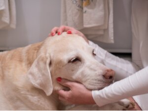 5 señales de que tu perro acaba de sufrir un derrame cerebral