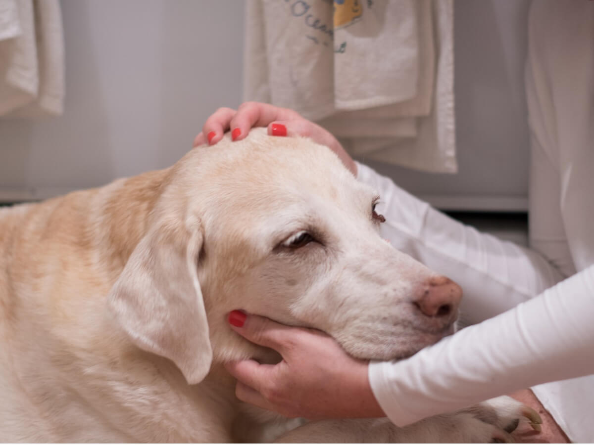 Existen muchas señales de que un perro tiene cáncer.
